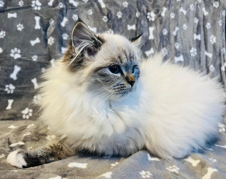 Piękna kotka Kleo z FPL Zarezerwowana