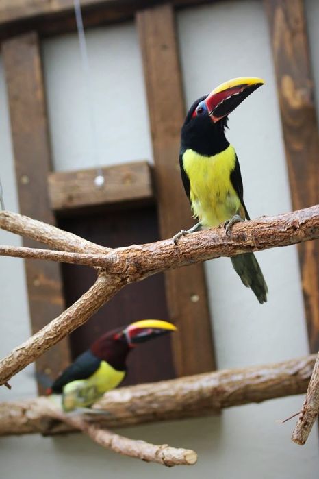 casal de araçaris-miudinhos (Pteroglossus viridis),
