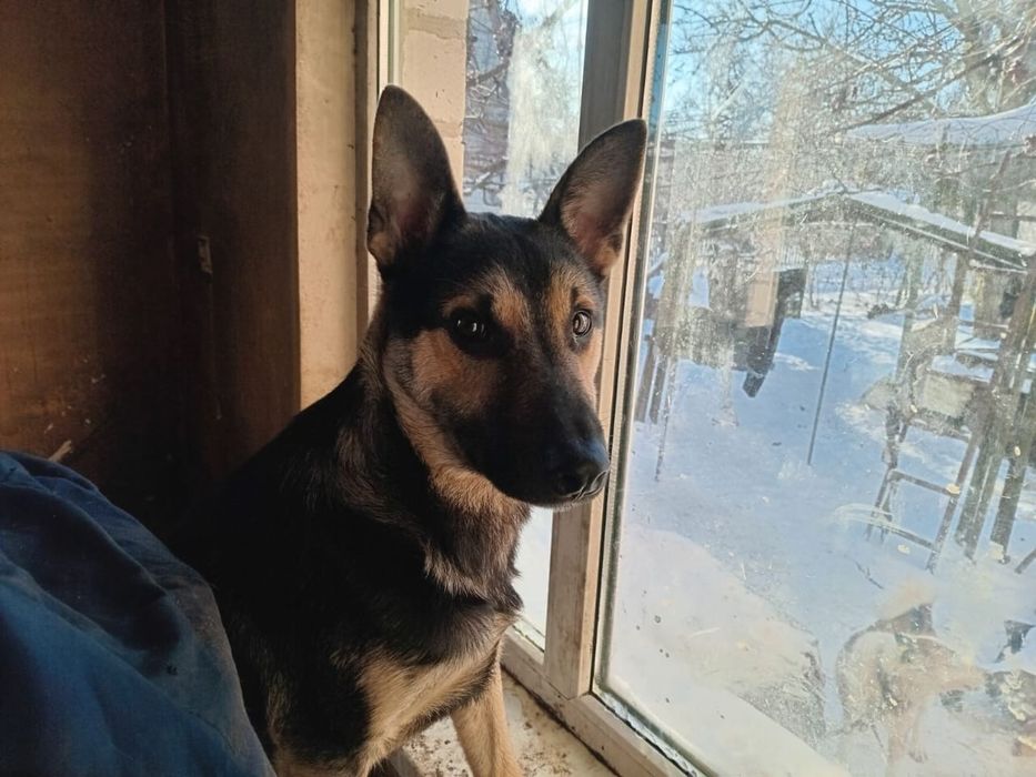 Віддам в дар собаку