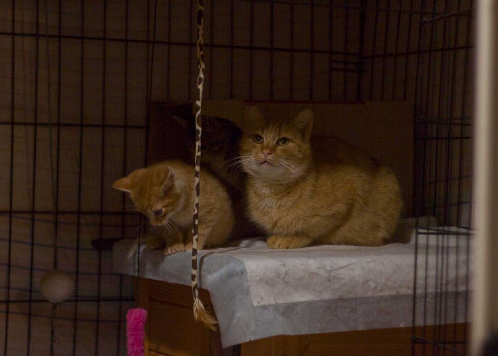 Ruda kotka szuka domu