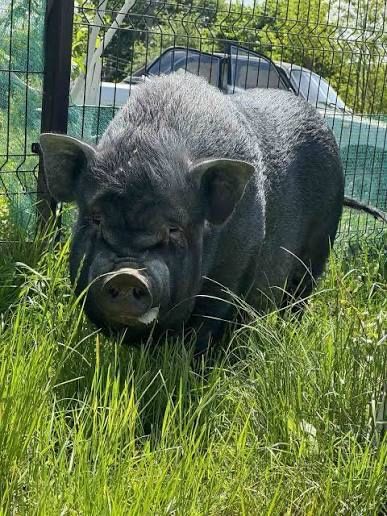 Продаю свиню по знижці