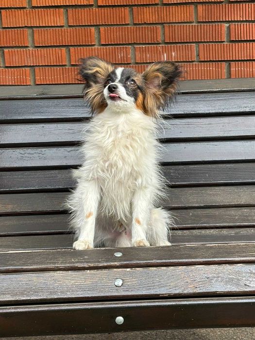 papillon - Собаки - OLX.ua