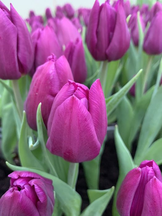 Продам луковицы галанского тюльпана