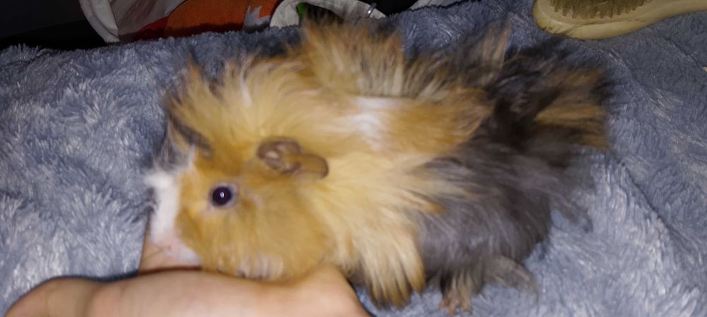 Świnkę morską gryzoń