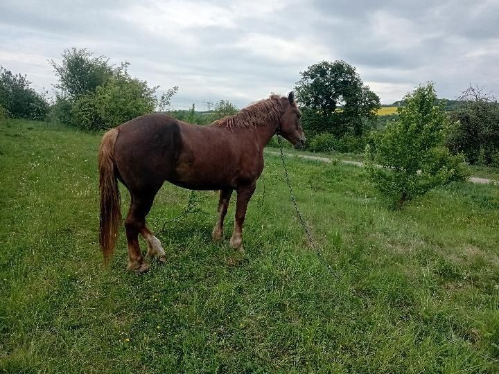 Продається  пара коней