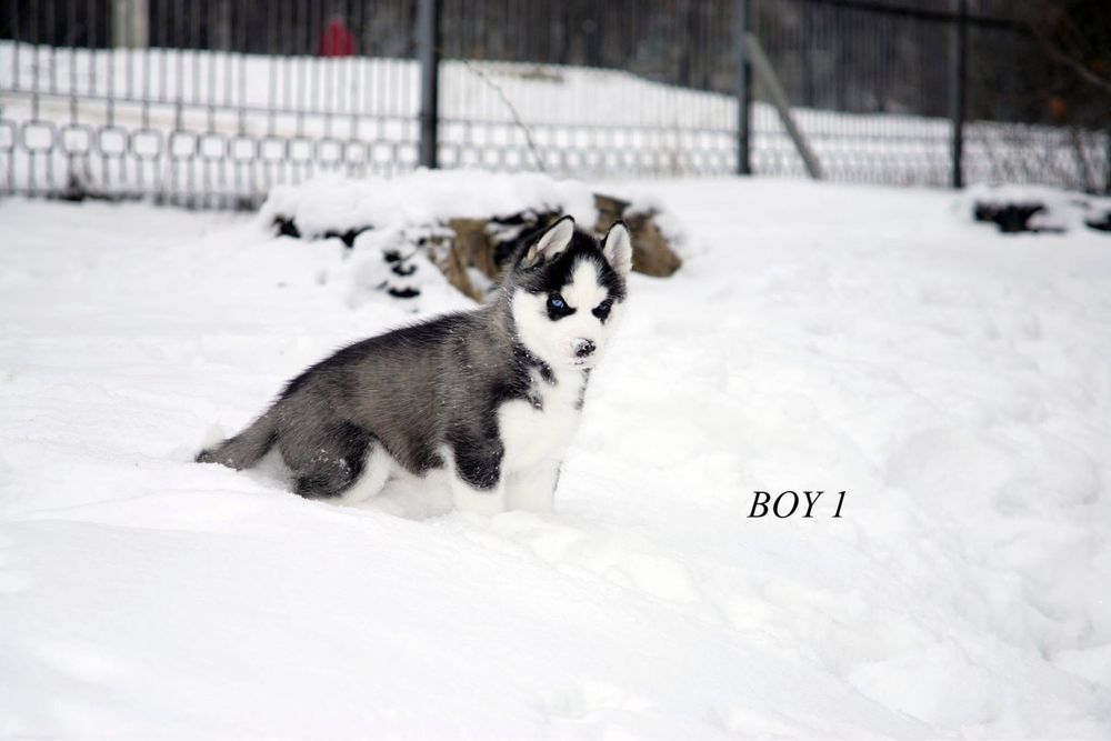 Найкращі Сибірські хаскі з блакитними очима. КСУ