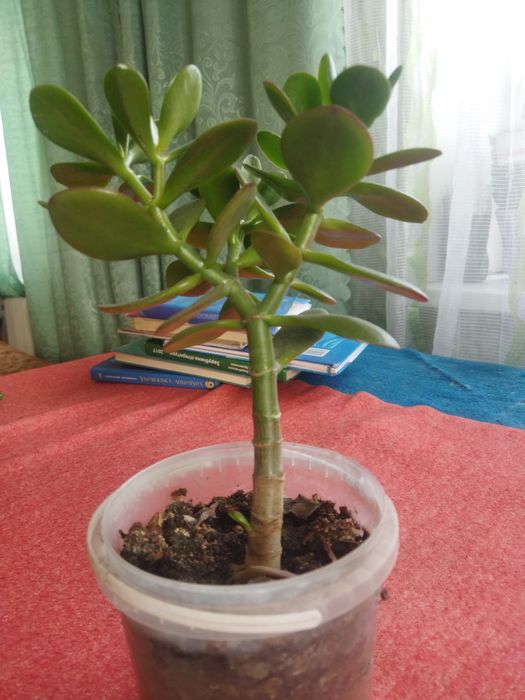 алое, каланхоэ и денежное дерево