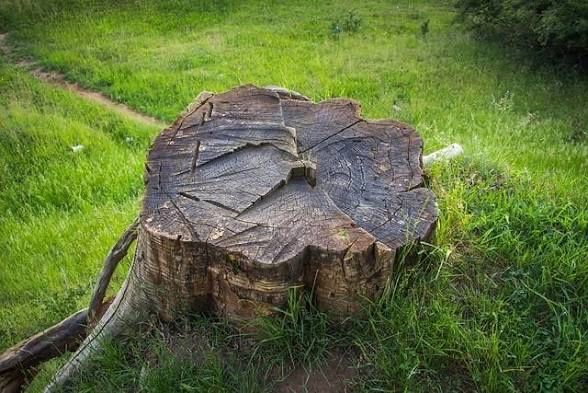 Frezowanie korzeni drzew, wycinka drzew, utylizacja odpadow zielonych