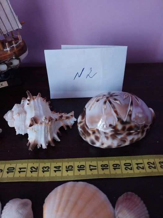 Ракушки  мушлі морські, океанічні. Камни, камешки