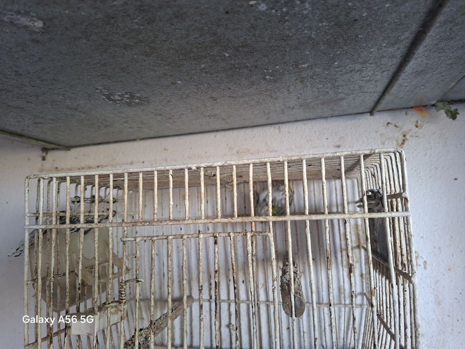 Aves silvestres muito mansinhas