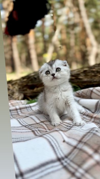 Ведмедики висл маленькі кошенятка шотландські срібна шиншила породні