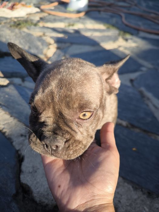 Bulldog francês blue