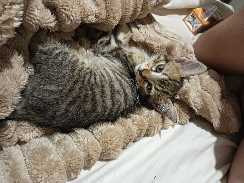 Gatinha para adoção responsável