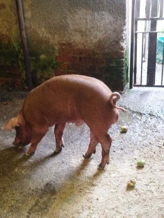 Продам кнура чистокровний Дюрок