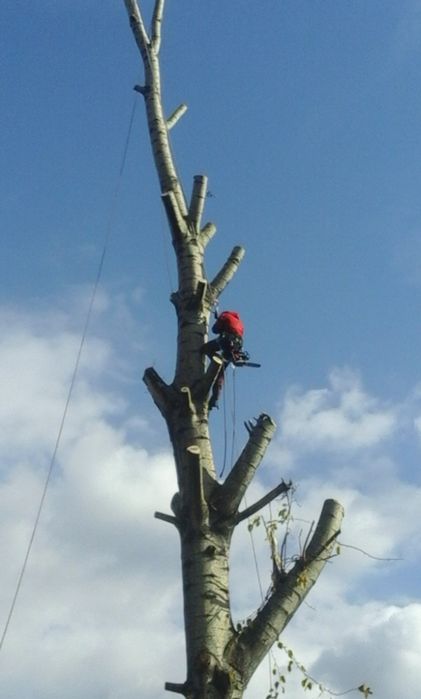 AlpinTom Wycinka i Pielęgnacja Drzew