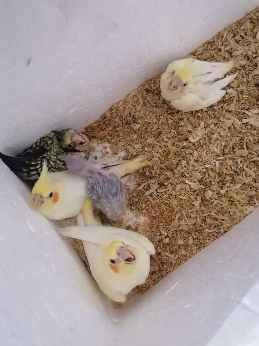 Caturras bebés fêmeas com exame de sexagem