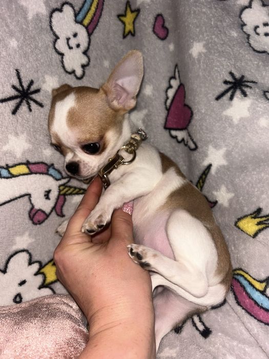 Cudowny piesek! Gotowy !!!