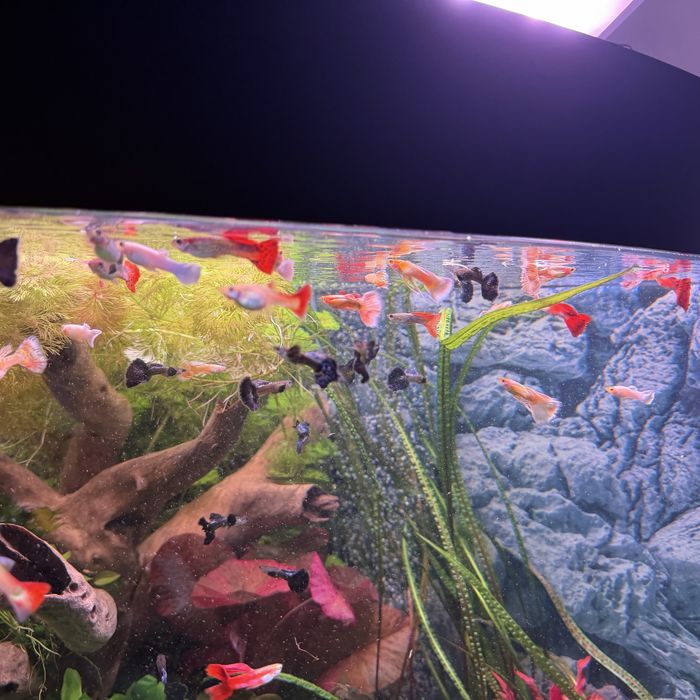 Przepiekne gupiki rasowe!!!Super cena!!!