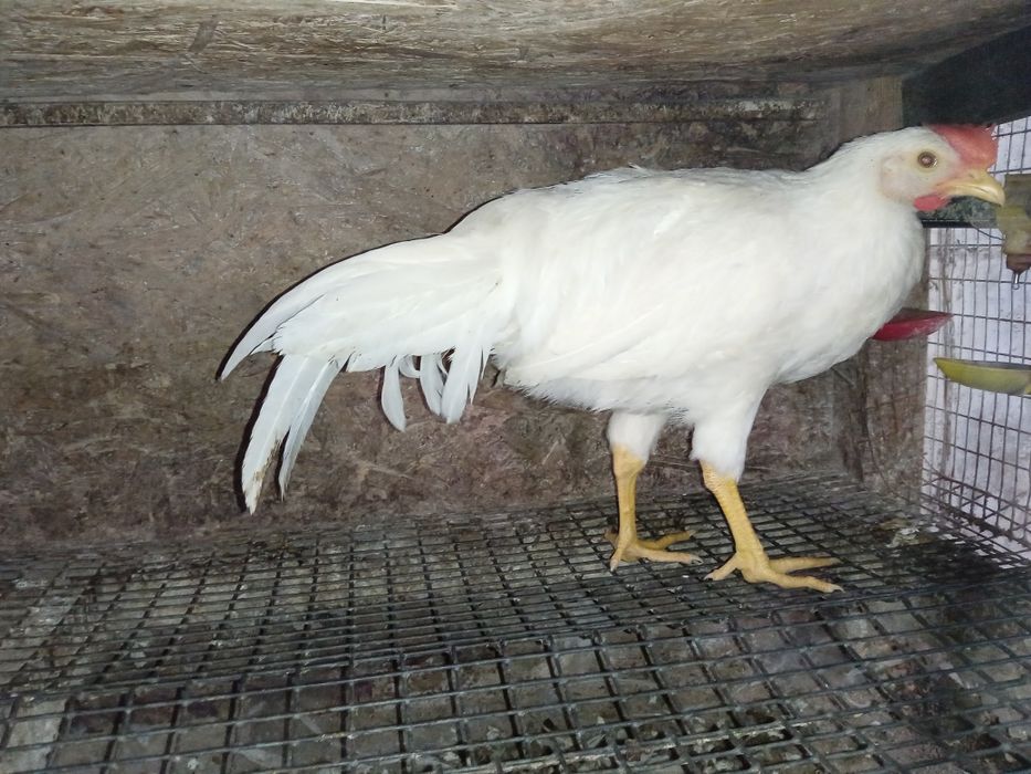 Легорн півні  молоді 3+міс