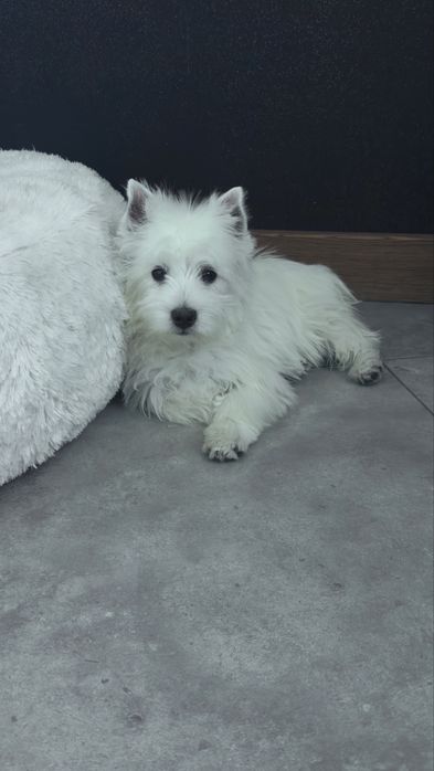 West  highland  terrier . Samiec , promocja na weekend .