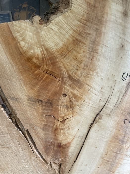 Капы тополя, клена вяза дуба ясеня