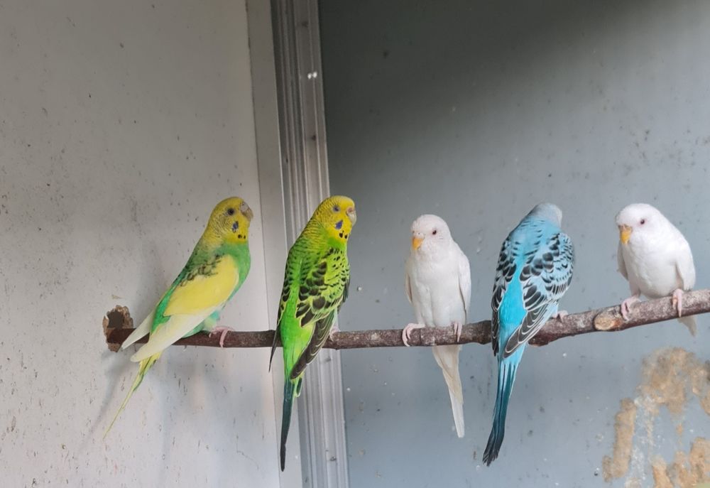 Periquitos Australianos