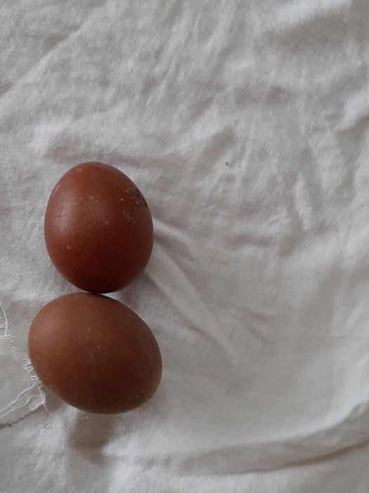 Vendo Marans de varias idades