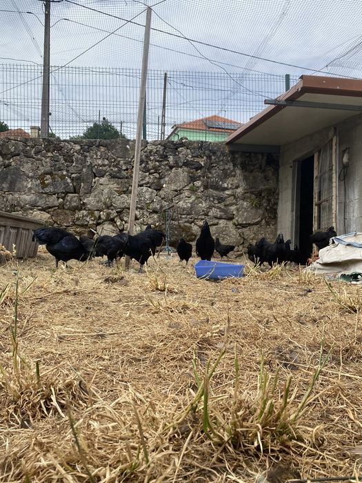 Ovos Galados Ayam Cemani – Para Incubação