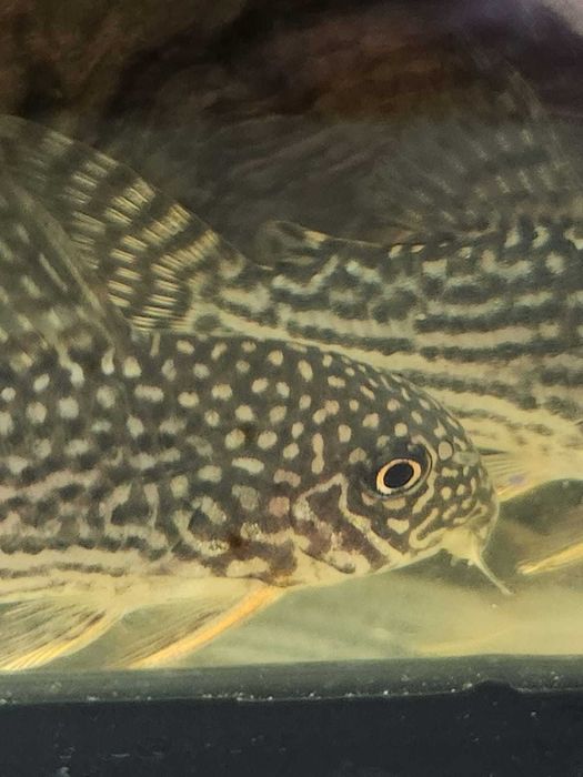 Corydoras sterbae