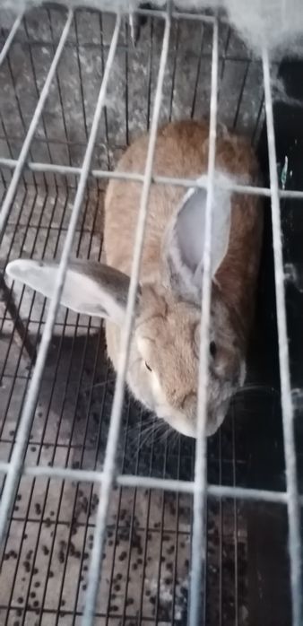 Coelhos de criação