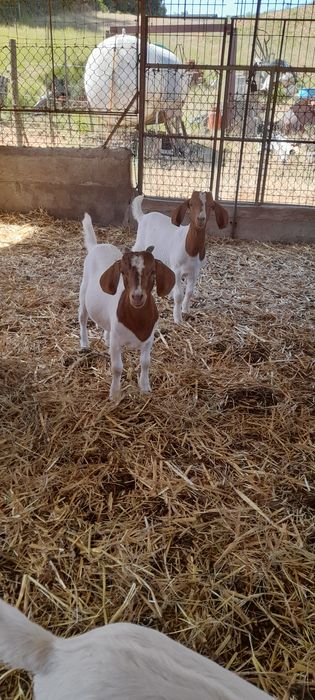 Vendo casal cabras boer