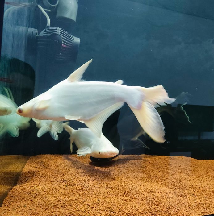 Pangasius Sutchi (Albino + Azuis)