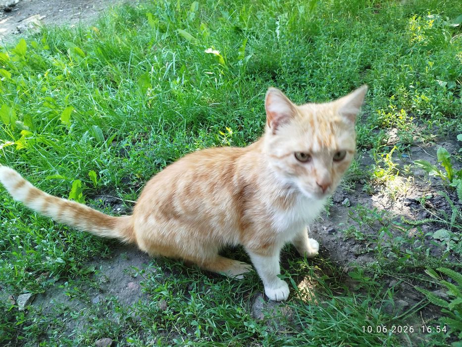 Котик в добрі руки