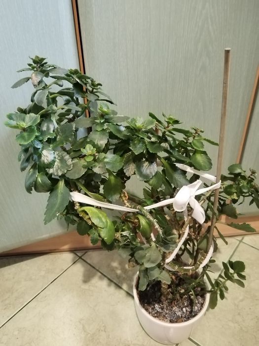 Sprzedam duży kwiat kalanchoe.