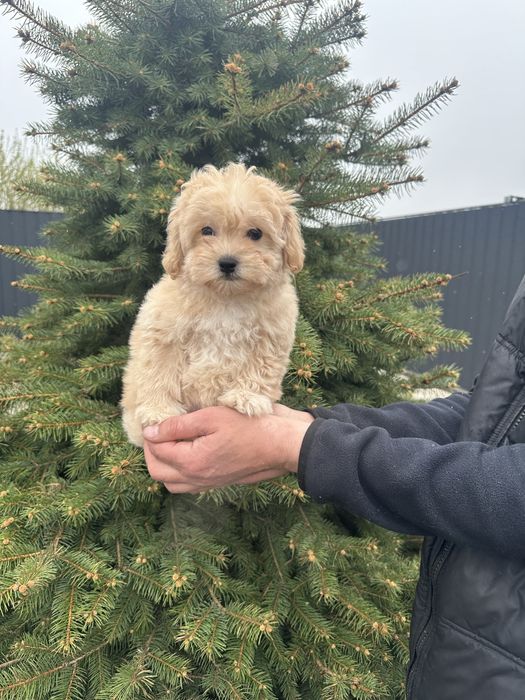 Мальтіпу дівчинка