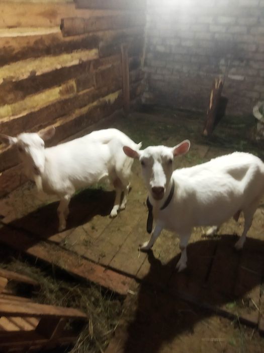 Продам дойных коз