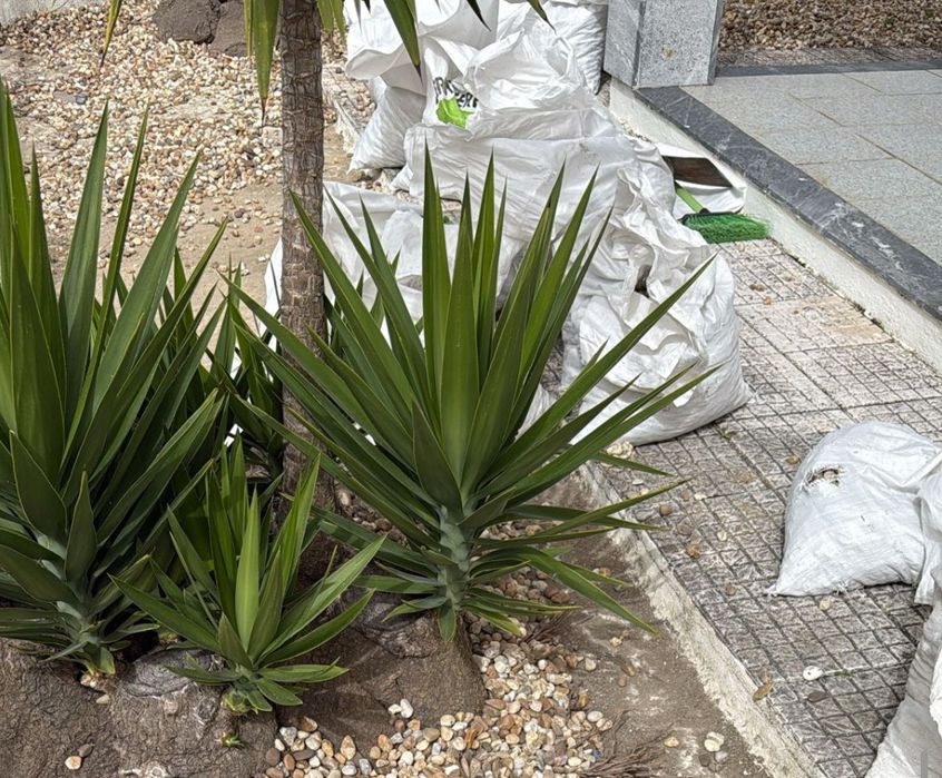 Plantas Yucca adultas, vários pés ou conjunto