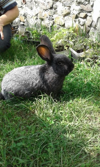 Чиста порода кролів: термондська біла, полтавське срібло, каліфорнія