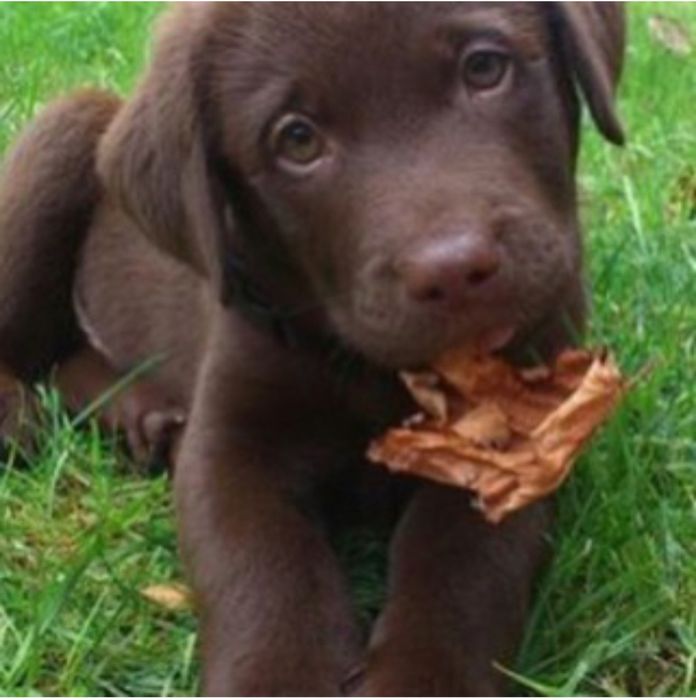 Cachorro de excelente linhagem
