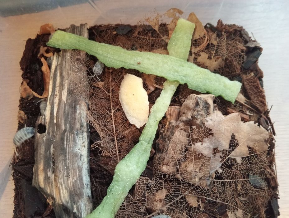 Isopody A. werneri , P. L. Dairy Cow