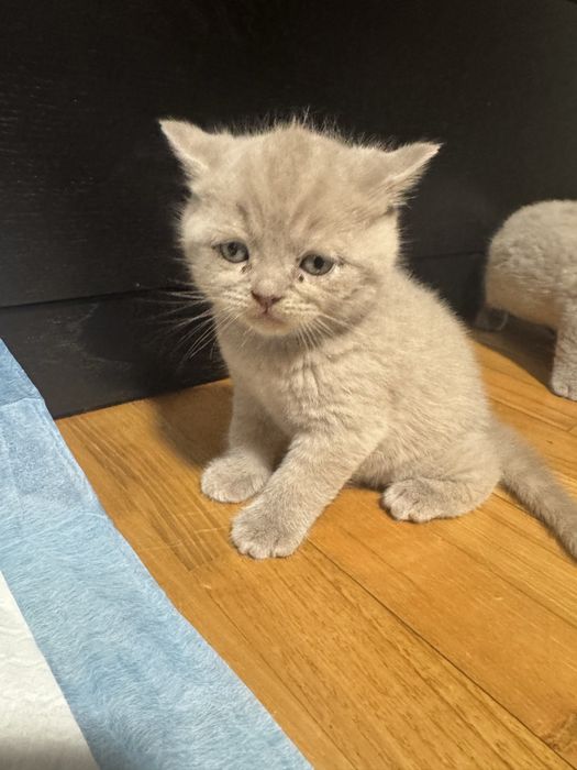 British Shorthair