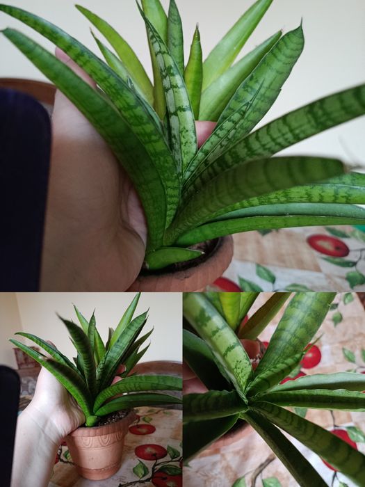 Сансевієрія Габріелла