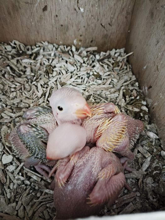 Cedo 30 ring necks para criar a mão