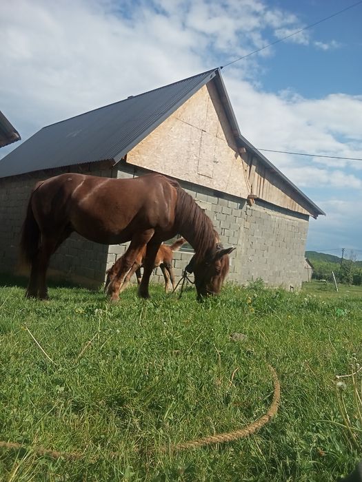 Продам терминово