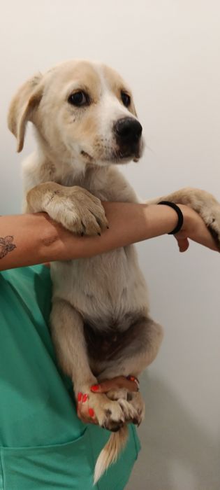 Cães bebés para adoção responsável
