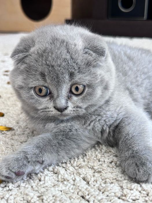 Gatinho Scottish Fold azul