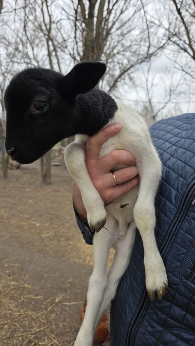 Продам сімейство баранів дорпер