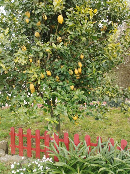 Limões - produção caseira