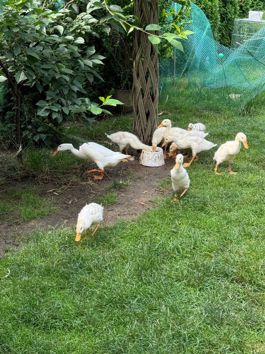 Kaczki biegusy czysto biale