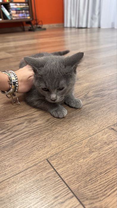 Котик шукає сімʼю. Віддам у добрі руки.